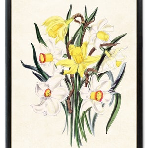 Print Up To 24x30 Inches Daffodil Spring Flowers Digital Download, &#39;Narcissus Hybrids&#39; Vintage Illustration, Botanical Wall Art Printable