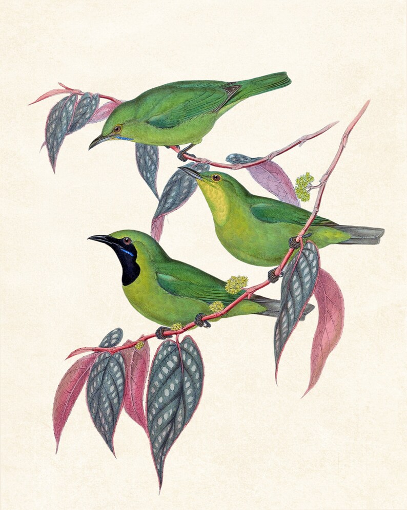 Op de afbeelding: Drie groene vogels met zwarte ogen en gele snavels zitten op een tak met roze en groene bladeren.