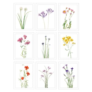 5x7 Inch Wildflower Prints, Set of 9, Digital Download, Vintage Flower Illustrations, North American Wildflowers, Botanical Prints