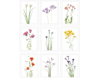 5x7 Inch Wildflower Prints, Set of 9, Digital Download, Vintage Flower Illustrations, North American Wildflowers, Botanical Prints