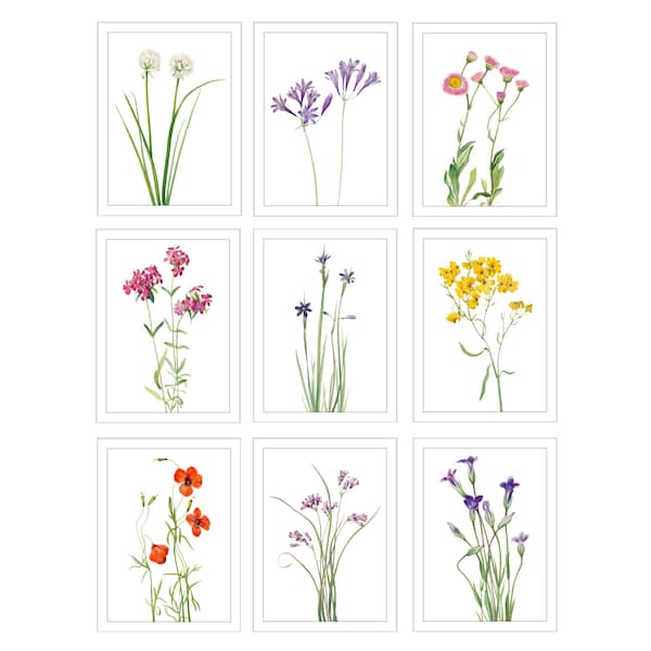 15x7 Inch Wildflower Prints, 9er Set, Digitaler Download, Vintage BlumenIllustrationen, nordamerikanische Wildblumen, Botanische Drucke