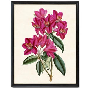 Pink Flowers Digital Print, Vintage Rhododendron Illustration, Printable Botanical Wall Art INSTANT DOWNLOAD