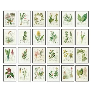 Conjunto de 24 estudos científicos de plantas, imprimíveis de botânica, ilustrações de estudos botânicos vintage, impressões digitais de arte de parede DOWNLOAD INSTANTÂNEO