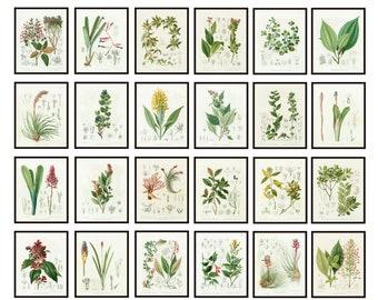 Set of 24 Scientific Plant Studies, Botany Printables, Vintage Botanical Study Illustrations, Wall Art Digital Prints INSTANT DOWNLOAD