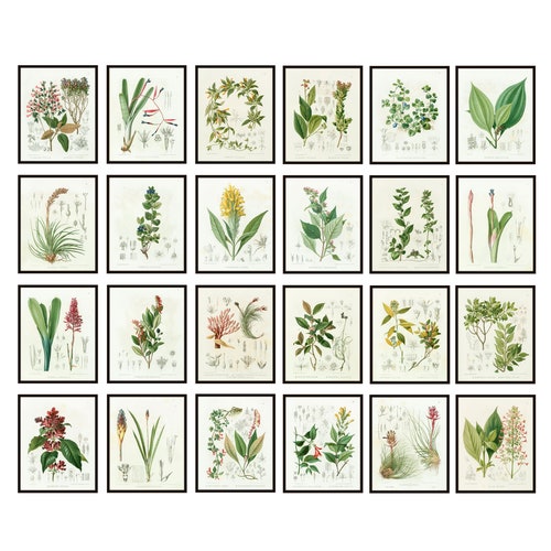 Pair of Antique Botanical Prints Instant Digital Download | Etsy