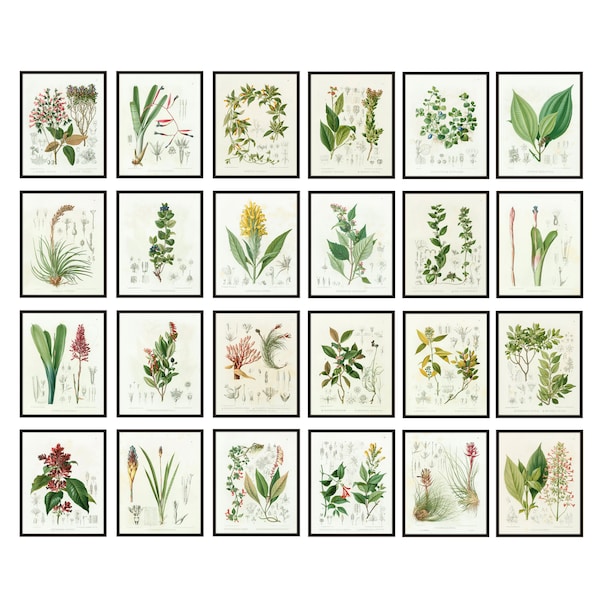 Ensemble de 24 études scientifiques sur les plantes, imprimables botaniques, illustrations d’étude botanique vintage, impressions numériques d’art mural TÉLÉCHARGEMENT INSTANTANÉ