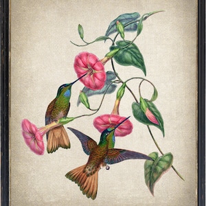 Peut inclure: Deux colibris aux plumes vertes et brunes sont perchés sur une vigne avec des fleurs roses. Les fleurs ont une forme de trompette et sont d'un rose éclatant.