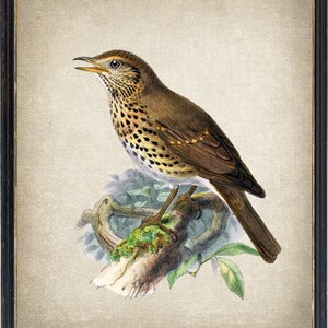 Song Thrush Digital Art Print, Antique Bird Illustration, Natural History Printable Wall Art Instant Download