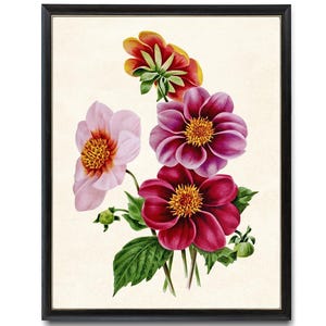 Impressão digital de flores de dália rosa e vermelha, ilustração de flores vintage, arte de parede botânica para impressão, DOWNLOAD INSTANTÂNEO