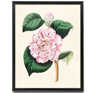 Pink Flower Printable, Camellia Japonica Antique Illustration, Botanical Print INSTANT DOWNLOAD