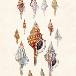 Set of 12 Shells, 8x10 Digital Prints, Vintage Seashell Illustrations ...