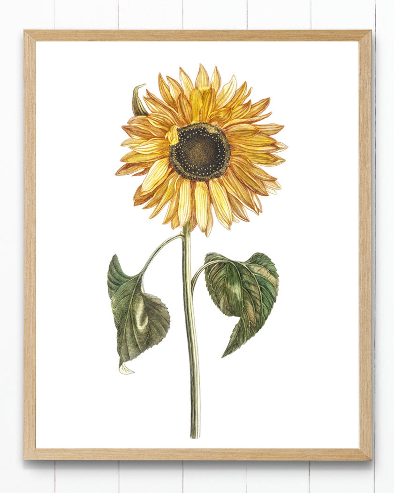 Vintage Sunflower Printable Art, Yellow Flower Antique Illustration, Autumn Botanical Wall Art ...