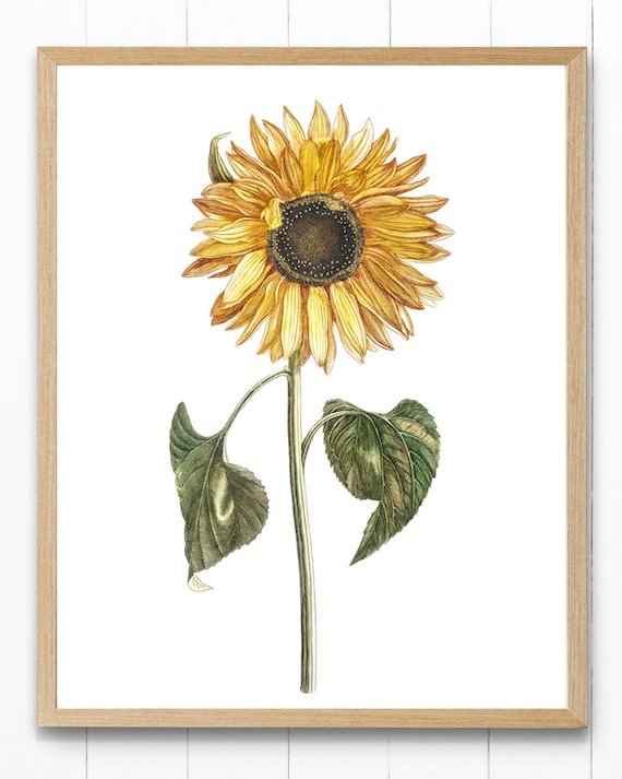 Society6 ケース Yellow sunflower Amazon.com: ZXHYWYM Sunflower Canvas Wall Art Vintage