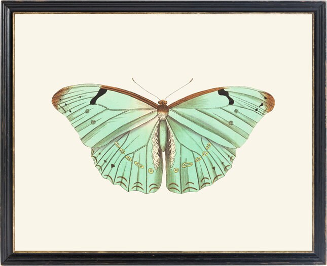 Mint Green Butterfly Printable Art Vintage Insect - Etsy
