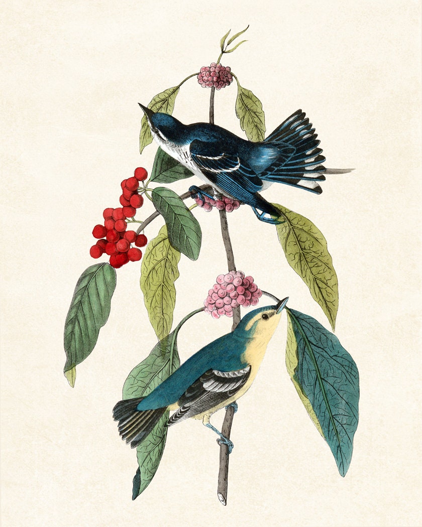 Set of 6 Audubon Birds Digital Prints, Vintage Bird