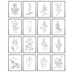 Herb and Spice Set of 16 Printables, Antique Illustrations, Botanical Green Tint, Herbs and Spices Kitchen Art Prints INSTANT DOWNLOAD