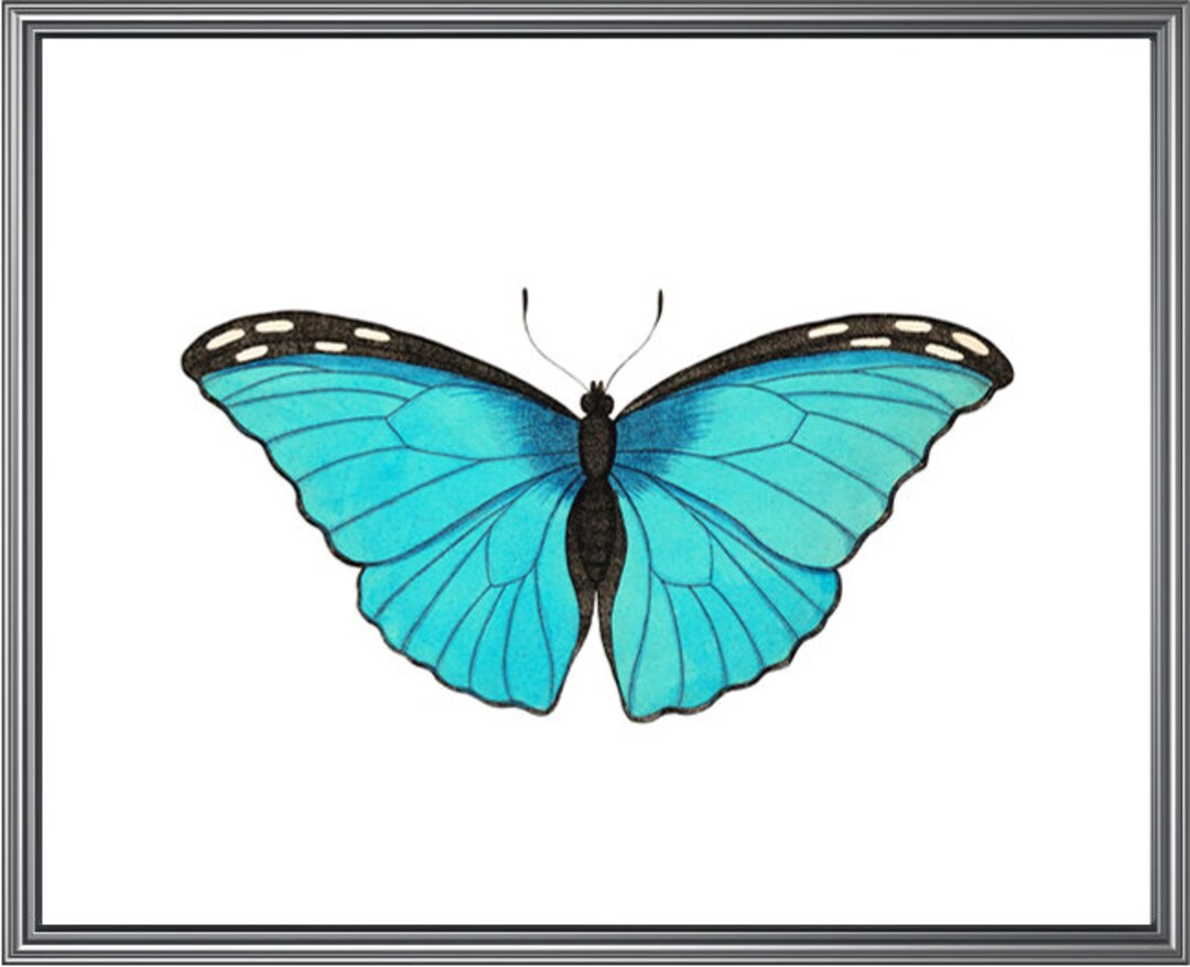 Blue Morpho Butterfly Printable Art, Vintage Insect Illustration ...