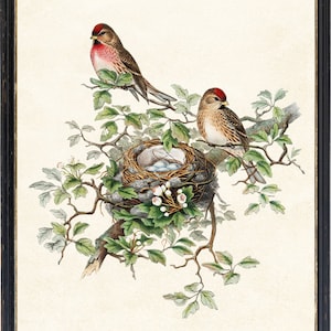 Fågel- och botanisk vintagekonst, illustration av gråsiska fåglar, fågelbo och ägg naturhistoria, digitalt tryck av direkt väggkonst för nedladdning bild 2