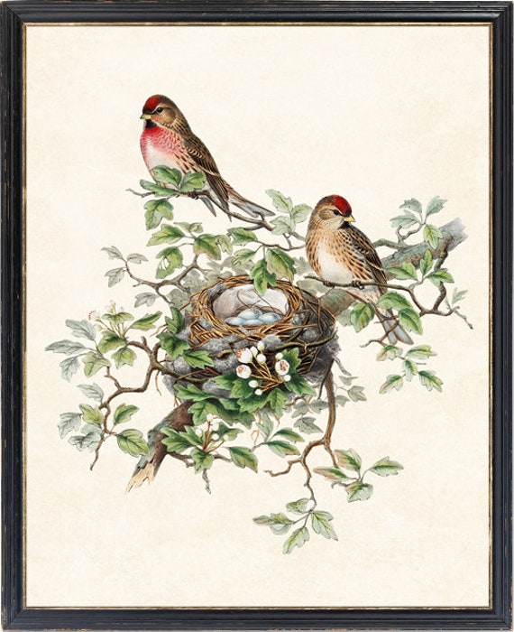 Bird and Botanical Vintage Art, Redpoll Birds Illustration, Bird