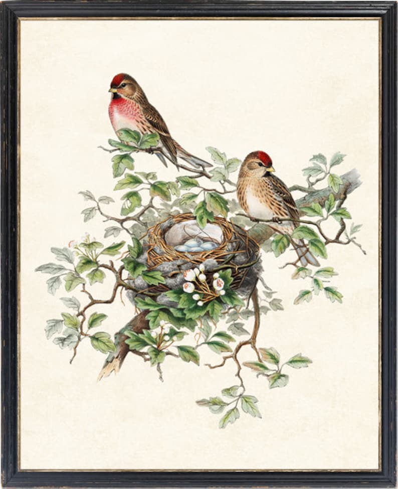 Fågel- och botanisk vintagekonst, illustration av gråsiska fåglar, fågelbo och ägg naturhistoria, digitalt tryck av direkt väggkonst för nedladdning bild 2