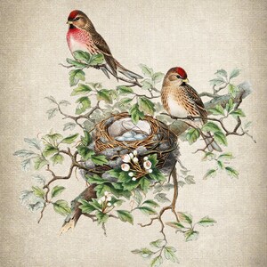 Fågel- och botanisk vintagekonst, illustration av gråsiska fåglar, fågelbo och ägg naturhistoria, digitalt tryck av direkt väggkonst för nedladdning bild 4