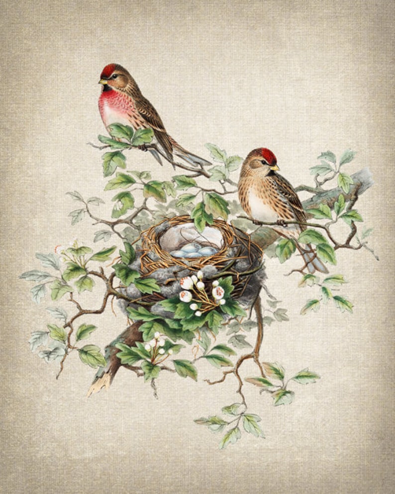 Fågel- och botanisk vintagekonst, illustration av gråsiska fåglar, fågelbo och ägg naturhistoria, digitalt tryck av direkt väggkonst för nedladdning bild 4