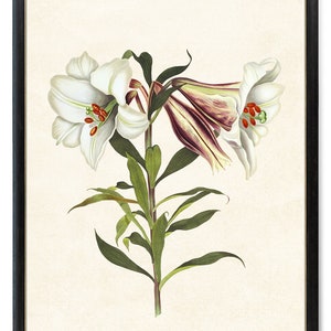Impresión de lirio japonés blanco de hasta 61 x 76 cm, ilustración floral vintage, arte botánico para pared. Descarga instantánea.