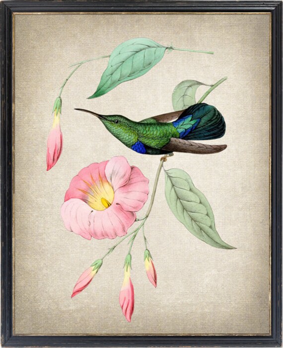 Stampa Su Tela Fiori E Colibrì 40,6 Cm | Quadro Moderno Con Citazione | Decorazione Parete Per Soggiorno, Camera, Bagno | Pronto Da Appendere