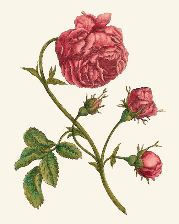 Set of 9 Antique Flower Printables, 18th Century Botanical
