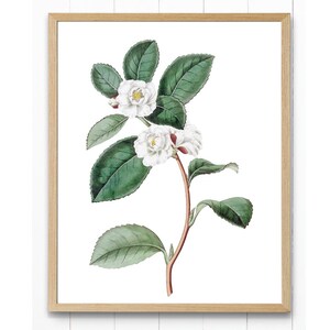 White Camellias Printable, Camellia &#39;Sasanqua&#39; Antique Illustration, Botanical Flower Print INSTANT DOWNLOAD