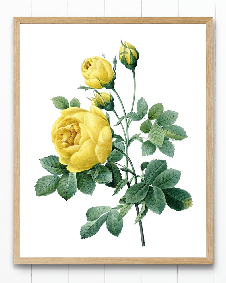 Yellow Roses To Print Yellow Roses Printable P.J. Redoute Antique Rose - Etsy