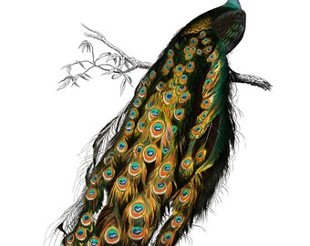 インドクジャク、デジタルダウンロード、「Pavo Cristatus」の