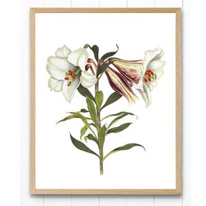 Lirio japonés blanco imprimible, ilustración floral vintage, impresión botánica para pared. DESCARGA INSTANTÁNEA.