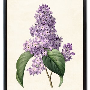 Purple Lilacs, Printable P.J. Redoute Art, Antique Flower Illustration, Botanical Wall Art Print INSTANT DOWNLOAD