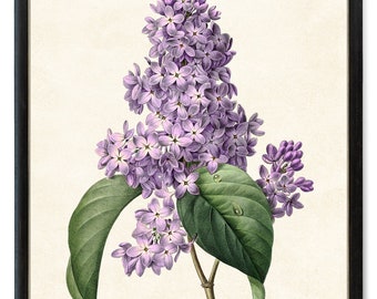 Purple Lilacs, Printable P.J. Redoute Art, Antique Flower Illustration, Botanical Wall Art Print INSTANT DOWNLOAD