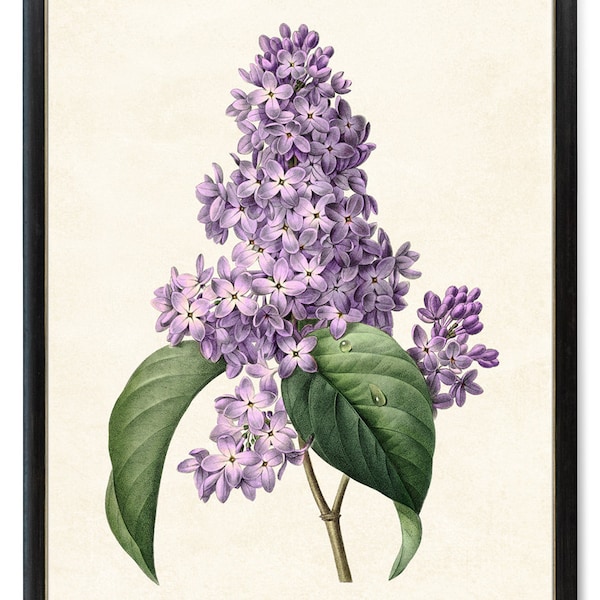 Purple Lilacs, Printable P.J. Redoute Art, Antique Flower Illustration, Botanical Wall Art Print INSTANT DOWNLOAD