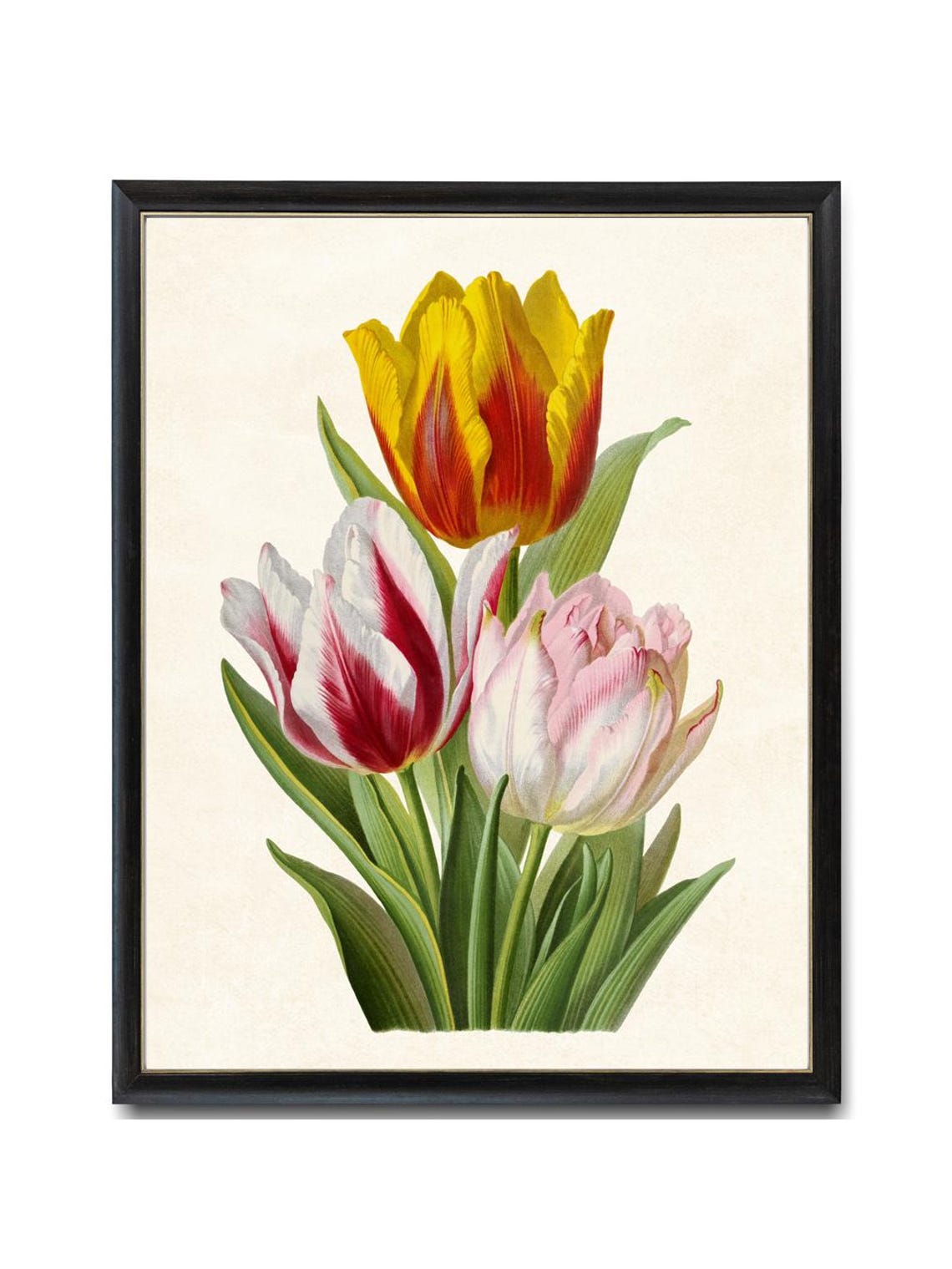 Vintage Tulips Art Print, Digital Download, Tulip Spring Flowers ...