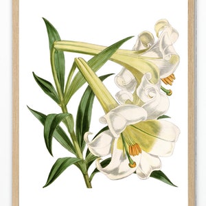 Impresión de lirio de Pascua de hasta 24 x 30 pulgadas, ilustración de flor vintage, impresión botánica de arte mural, descarga instantánea.