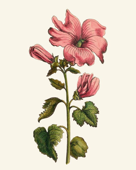 Set of 9 Antique Flower Printables, 18th Century Botanical