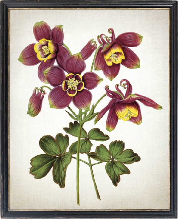 Flower Art Instant Print Purple Columbine Flowers Vintage Image 0