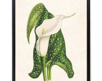 White Calla Lily Printable, Vintage Flower Illustration, Botanical Wall Art Print INSTANT DOWNLOAD