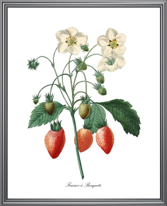Strawberries Printable P.J. Redouté Botanical Illustration | Etsy