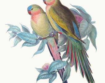 Princess Parrot Clipart Printable, Vintage Bird Illustration, Commercial Use Clip Art, Transparent Background PNG File, Digital Download