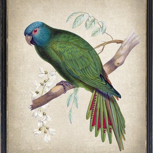 Vintage Parrot Imprimible, Ilustración de conure de corona azul, Decoración de aves tropicales, Impresión de arte de pared DESCARGA INSTANTÁNEA