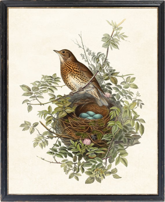Print up to 24x30 Inches, Thrush Bird Vintage Art, Vintage