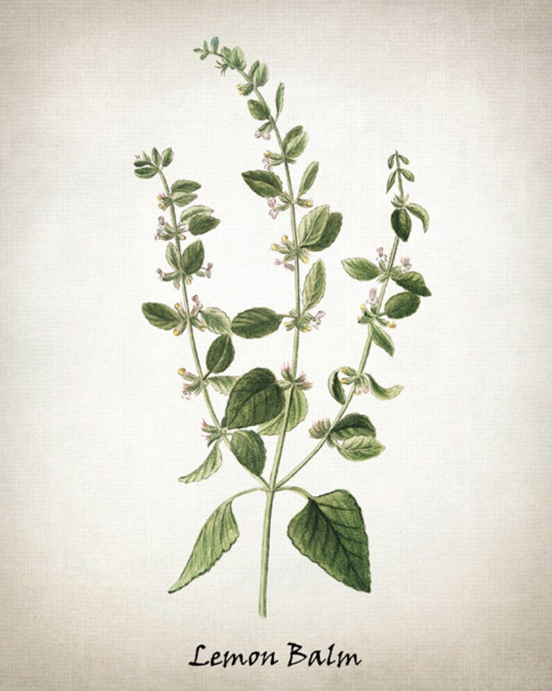 Printable Herb Set Marjoram Mint Lemon Balm and Coriander Etsy