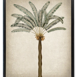 Palm Tree Printable, Vintage Illustration, Sago Palm Tropical Decor, Botanical Wall Art Print INSTANT DOWNLOAD