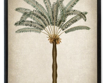 Palm Tree Printable, Vintage Illustration, Sago Palm Tropical Decor, Botanical Wall Art Print INSTANT DOWNLOAD
