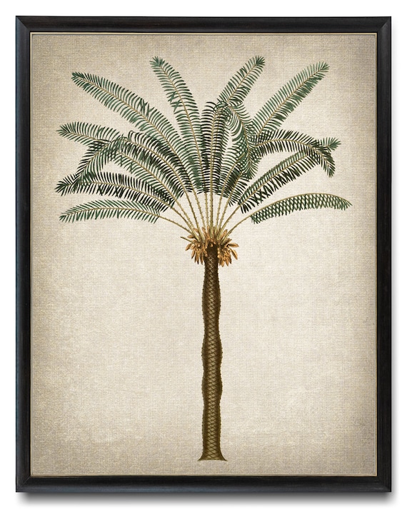 Print up to 24x30 Palm Tree Printable, Vintage Illustration