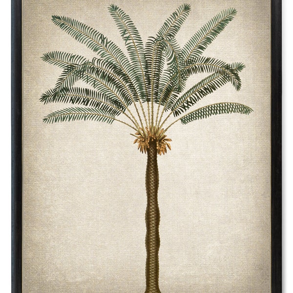 Palm Tree Printable, Vintage Illustration, Sago Palm Tropical Decor, Botanical Wall Art Print INSTANT DOWNLOAD